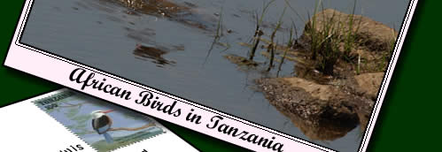 Birdwatching holidays in Tanzania for birdwatching in africa. Click for African birdwatching.