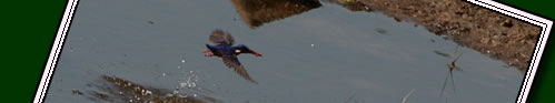 Tanzanian birdwatching holidays to Tanzania. Click for birdwatching holidays to Africa.
